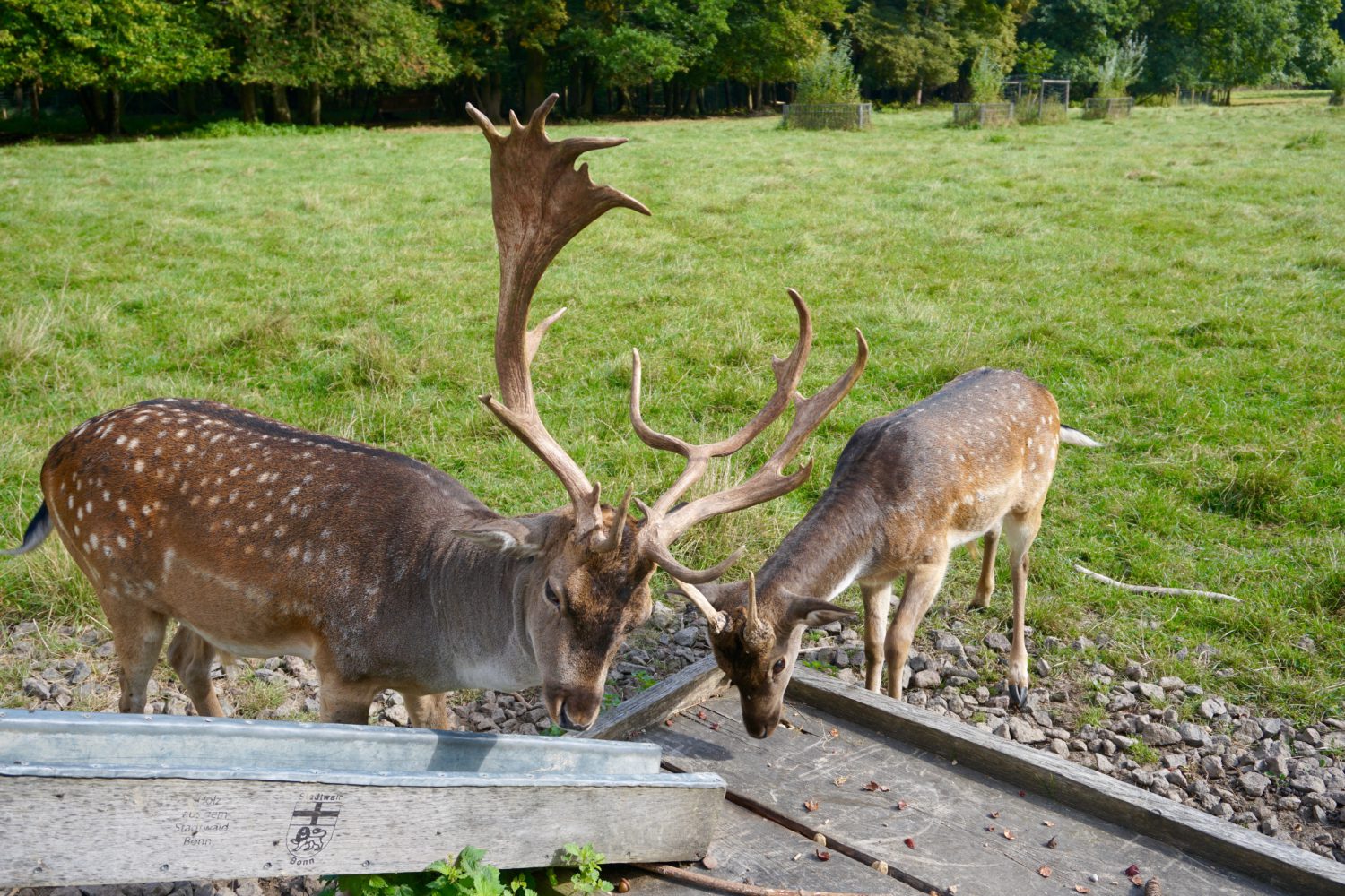 spielplatz-plus-wildpark-waldau-in-bonn19